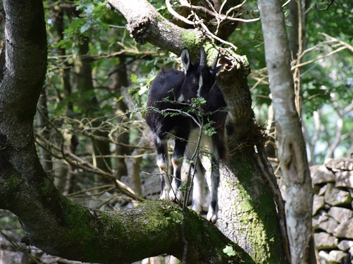 Goat_gorge